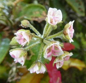 Dombeya ficulnea .petit mahot.malvaceae.endémique Réunion P1750818