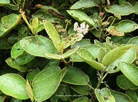 Dombeya ficulnea .petit mahot.malvaceae.endémique Réunion .P1750820
