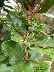 Doratoxylon apetalum.bois de gaulette.sapindaceae.indigène RéunionP1750868