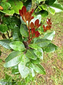 Doratoxylon apetalum.bois de gaulette .sapindaceae. indigène Réunion .P1750866