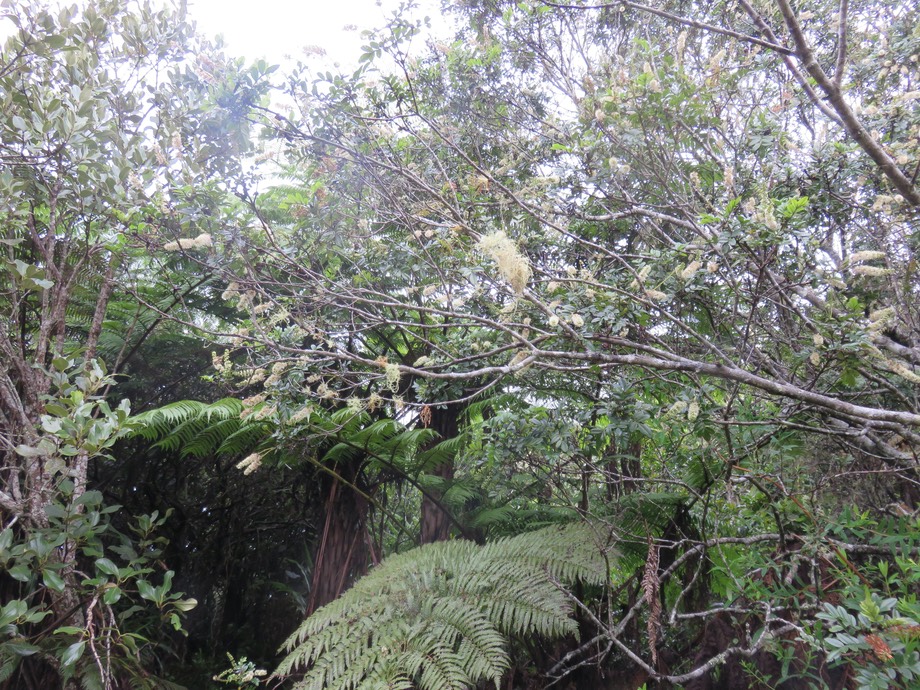 Floraison de Weinmannia tinctoria - Tan rouge -CUNONIACEAE - endémique de la Réunion et de Maurice