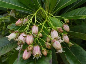Forgesia racemosa.bois de Laurent Martin .escallonaceae.endémique Réunion.P1750831