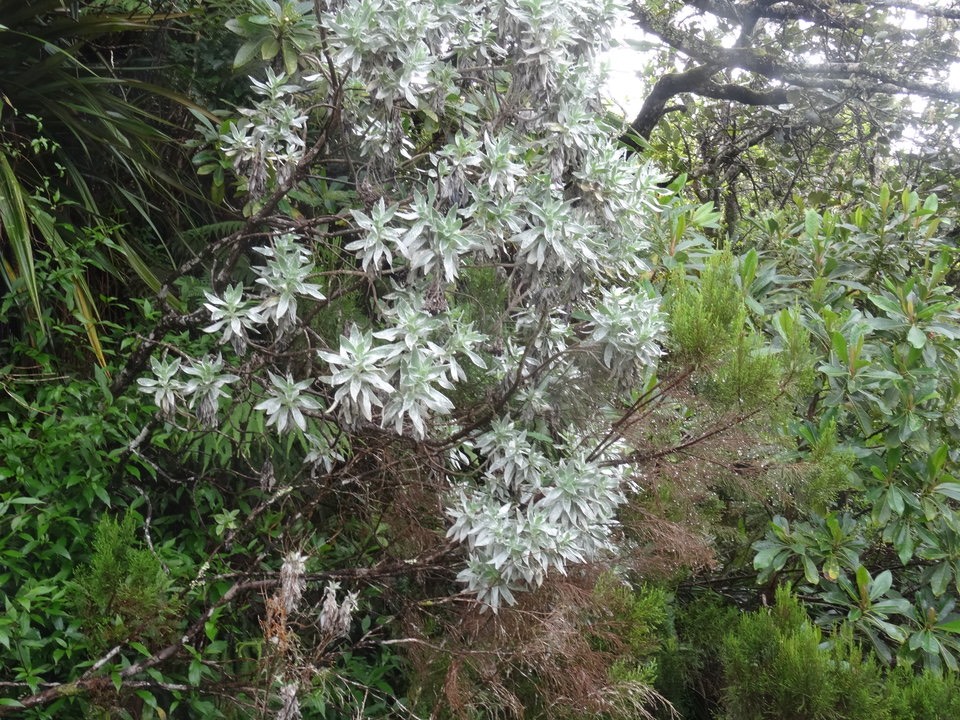 Helichrysum heliotropifolium - Velours blanc - ASTERACEAE - Endémique réunion