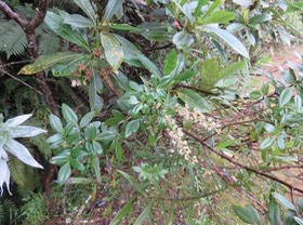Inflorescences Weinmannia tinctoria