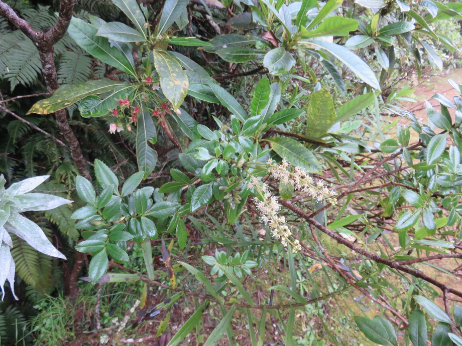 Inflorescences Weinmannia tinctoria
