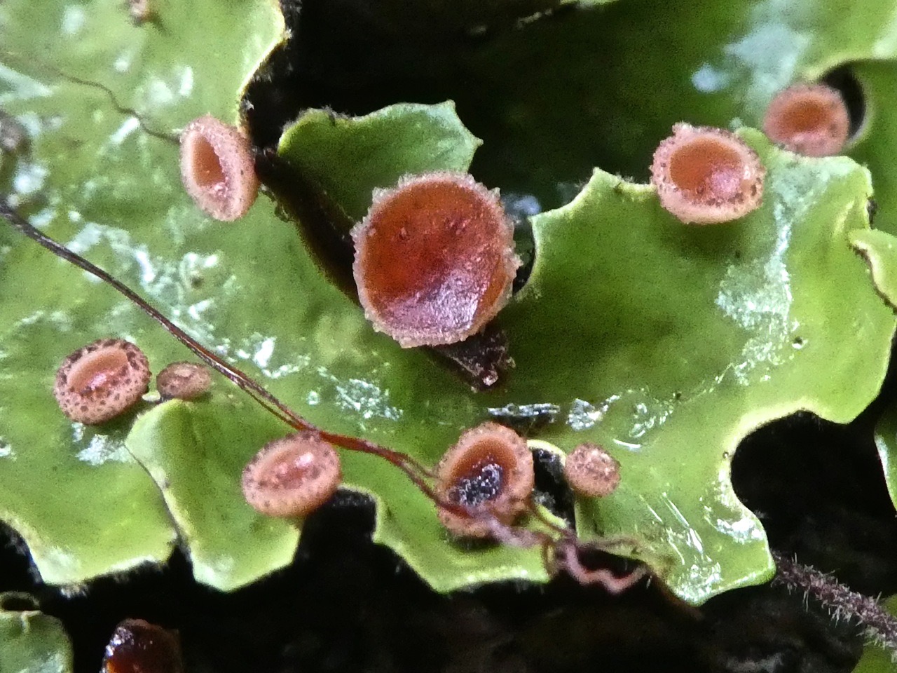 lichen avec apotécies .P1750984