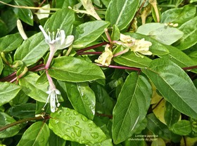 Lonicera japonica.chèvrefeuile du Japon .caprifoliaceae.espèce envahissante P1750922