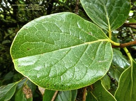 Monimia ovalifolia .mapou à petites feuilles. monimiaceae. P1750907