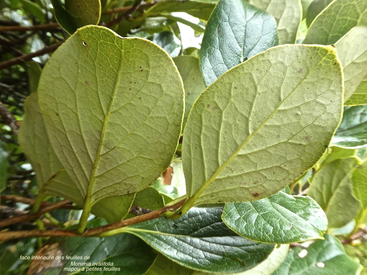 Monimia ovalifolia .mapou à petites feuilles .monimiaceae. P1750906