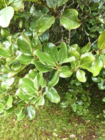 Monimia ovalifolia.mapou à petites feuilles .monimiaceae.P1750874