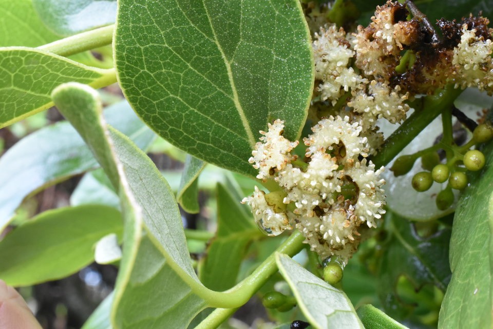 Monimia rotondifolia - Mapou - MONIMIACEAE - Endémique Réunion