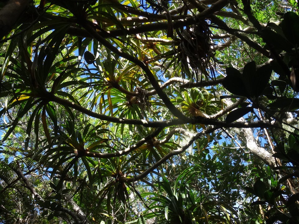 Pandanus montanus - Petit vacoa - PANDANACEAE - Endéique Réunion
