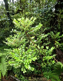 Phyllanthus phillyreifolius .bois de négresse .phyllanthaceae.endémique Réunion Maurice..P1750779