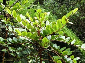Phyllanthus phillyreifolius.bois de négresse .phyllanthaceae.endémique Réunion Maurice .P1750777
