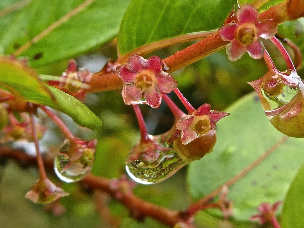 Phyllanthus phillyreifolius.bois de négresse.phyllanthaceae.endémique Réunion Maurice P1750863