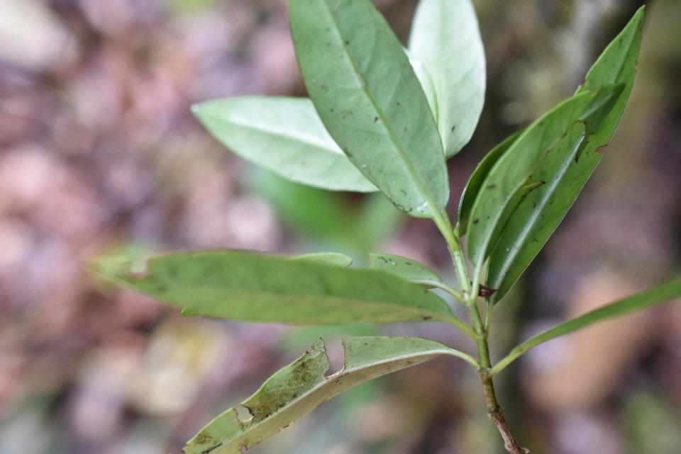 Psathura borbonica - Bois cassant - RUBIACEAE - Endémique Réunion - MAB_6977