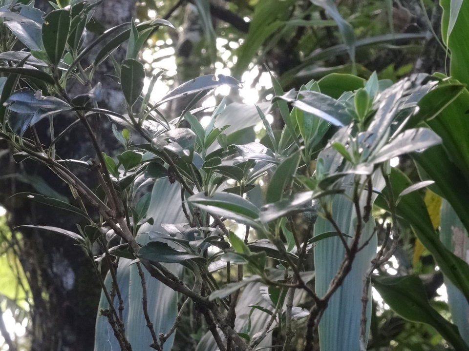 Psathura borbonica - Bois cassant - RUBIACEAE - Endémique Réunion - DSC00871