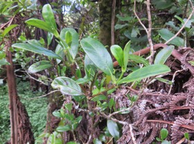 ??? Psathura borbonica angustifolia RUBIACEE Bois cassant