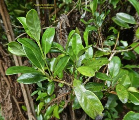 Psathura borbonica.bois cassant.rubiaceae.endémique RéunionP1760092