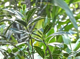 Psathura borbonica.bois cassant.rubiaceae.endémique Réunion.P1760086