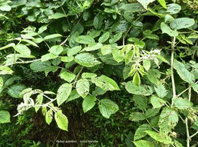Rubus apetalus .ronce blanche. rosaceae.indigène Réunion .P1750816