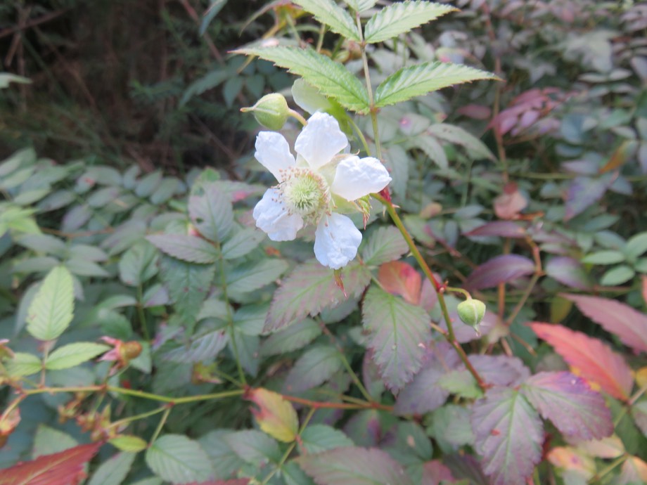 Rubus rosifolius. - Framboise - Rosaceae  - Indomalaisie