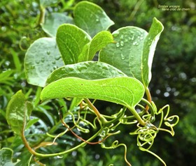 Smilax anceps .liane croc de chien .smilacaceae.indigène Réunion P1750794
