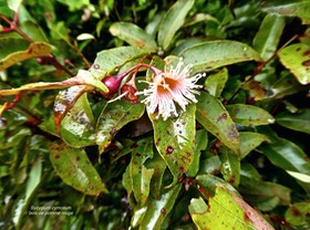 Syzygium cymosum. bois de pomme rouge.myrtaceae.endémique Réunion Maurice .P1750824