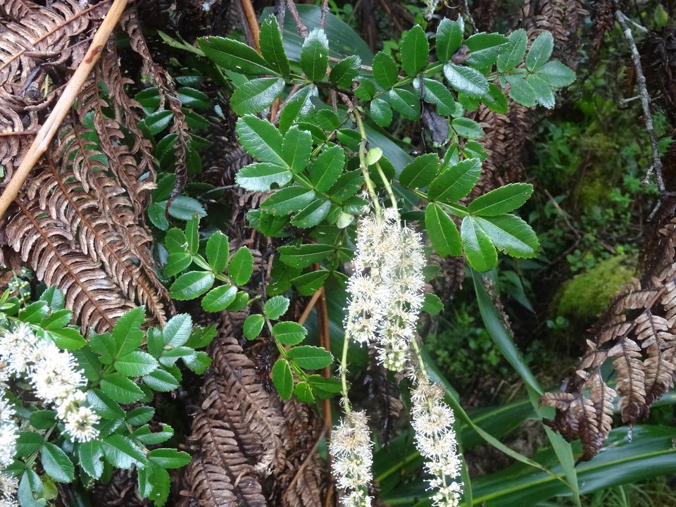 Weinmannia mauritiana - Ti Tan - CUNONIACEAE - Endémique Réunion, Maurice