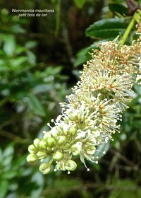 Weinmannia mauritiana .Petit bois de tan. Petit tan rouge.cunoniaceae.endémique Réunion Maurice .P1760103
