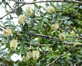 Weinmannia mauritiana .Petit bois de tan.Petit tan rouge.cunoniaceae.endémique Réunion Maurice .P1750771