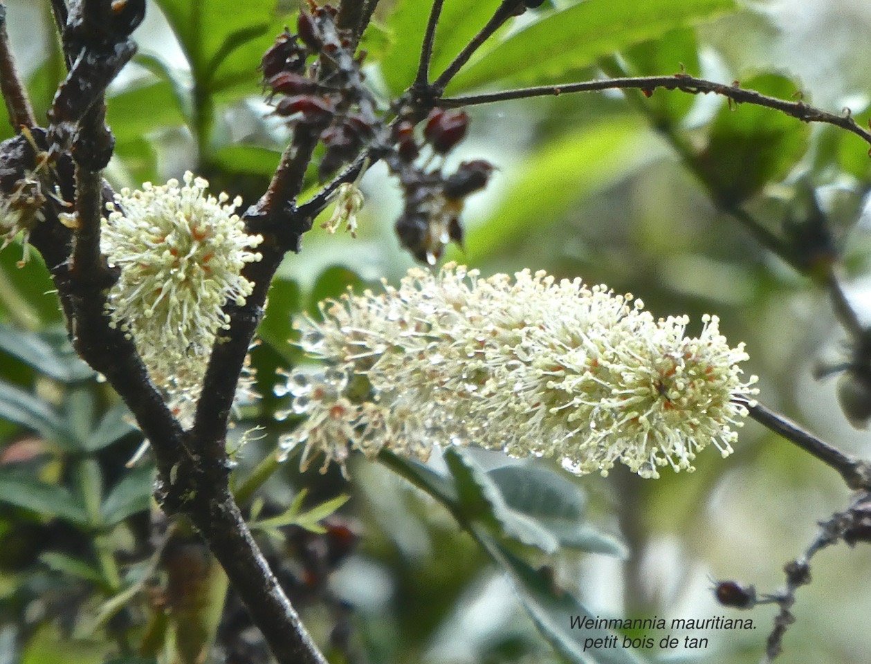 Weinmannia mauritiana .Petit bois de tan.Petit tan rouge .cunoniaceae. endémique Réunion Maurice .P1750767