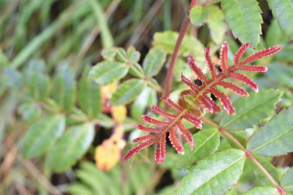 Weinmannia tinctoria - Tan rouge - CUNONIACEAE - Endémique Réunion, Maurice