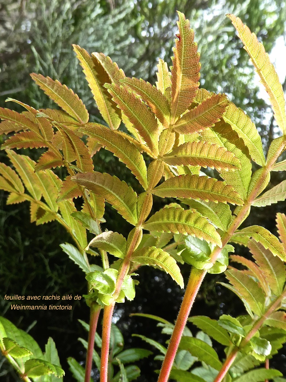 Weinmannia tinctoria .tan rouge .(rachis ailé des feuilles )cunionaceae .endémique Maurice Réunion. P1750935