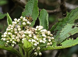 abeille butinant les fleurs de Psiadia sp P1006840