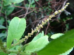 Acalypha integrifolia (fleurs mâles) - Bois de violon - EUPHORBIACEAE - Indigène Réunion - DSC03428