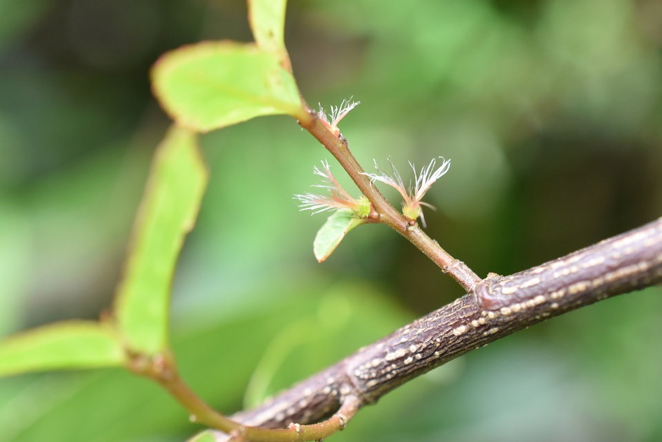 Acalypha integrifolia (fleurs femelles) - Bois de violon - EUPHORBIACEAE - Indigène Réunion - MB2_0988