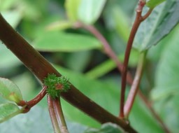 Acalypha integrifolia (fruit tricoque) - Bois de violon - EUPHORBIACEAE - Indigène Réunion - DSC03433