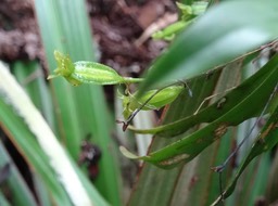 Angraecum obversifolium - EPIDENDROIDEAE - Indigène Réunion