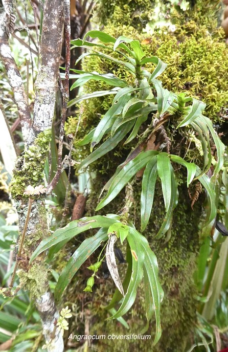 Angraecum obversifolium.orchidaceae.indigène Réunion.P1007229