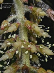 Astelia hemichrysa.ananas marron.(inflorescence détail )asteliaceae.endémique Réunion Maurice .P1007037