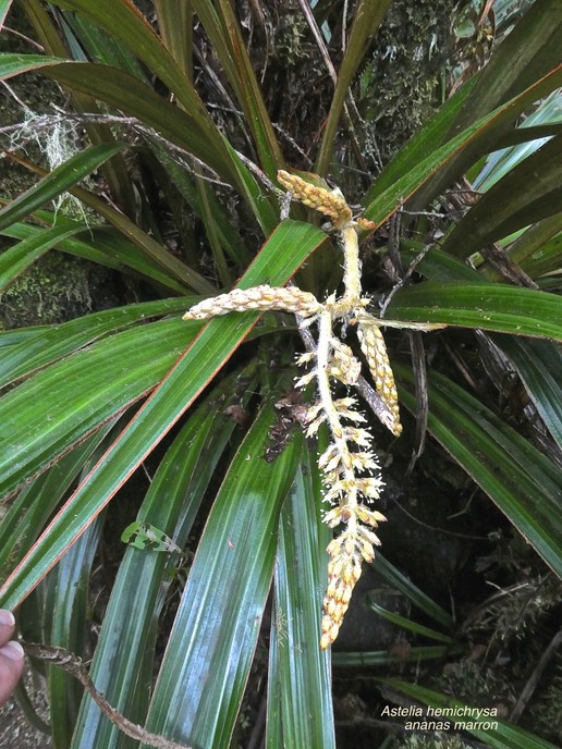 Astelia hemichrysa.ananas marron.asteliaceae.endémique Réunion Maurice.P1007029