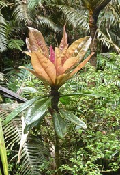 Badula borbonica .bois de savon.primulaceae.endémique Réunion.P1007055