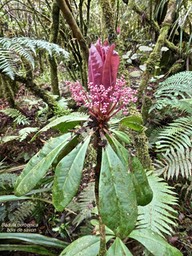 Badula borbonica.bois de savon.primulaceae.endémique Réunion.P1007183