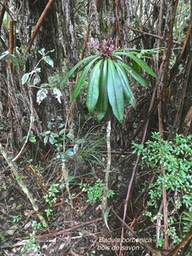 Badula borbonica.bois de savon.primulaceae.endémique Réunion.P1007019
