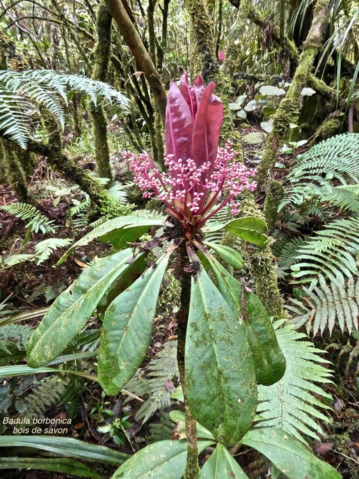 Badula borbonica.bois de savon.primulaceae.endémique Réunion.P1007183