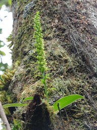 Benthamia nigrescens - ORCHIDOIDEAE - Indigène Réunion