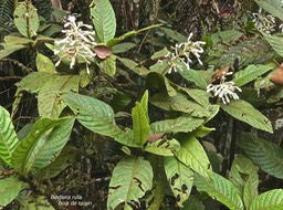 Bertiera rufa.bois de raisin.rubiaceae.endémique Réunion.P1007071