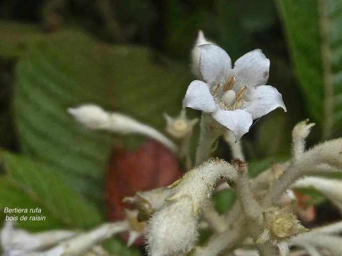 Bertiera rufa.bois de raisin.rubiaceae.endémique Réunion.P1007063