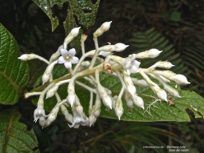 Bertiera rufa.bois de raisin.(inflorescence)rubiaceae.endémique Réunion.P1007058